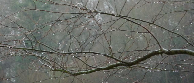 Water drops on tree