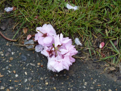 Fallen wet almond blossom