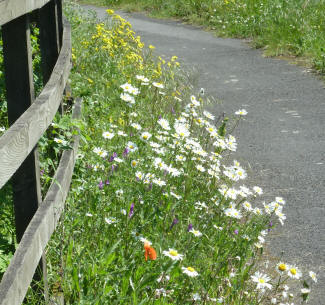 Wild flower verge near Pedham Place