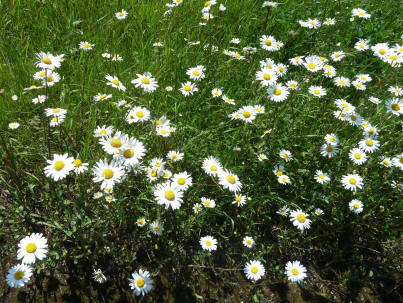 Oxeye daisies on verge near Pedham Place