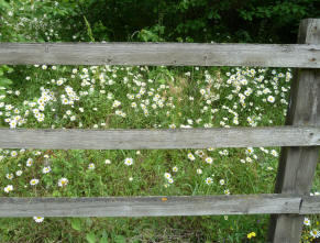 Oxeye daisies behind fence