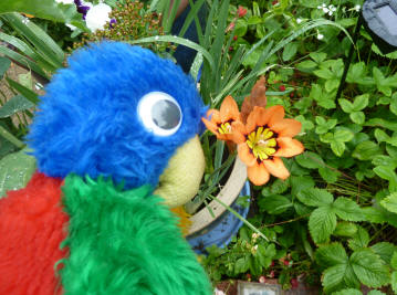 Blue Parrot with sparaxis flowers