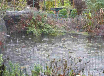 Heavy rain on pond