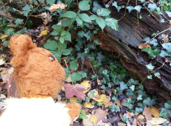Yellow Teddy with rotting log