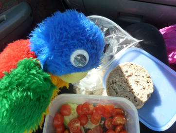 Blue Parrot eating packed lunch