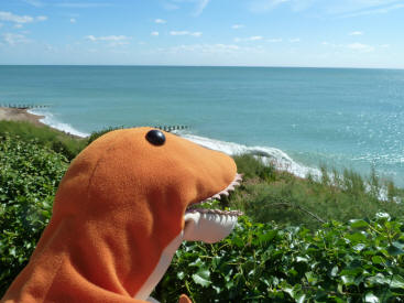 Dino looking out to sea