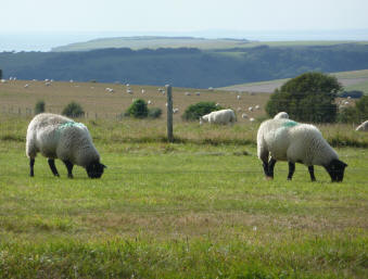 Sheep near Beachy Head