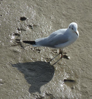 Seagull on mud
