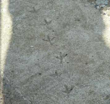 Pigeon footprints in concrete