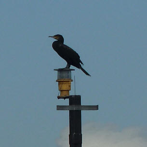 Cormorant