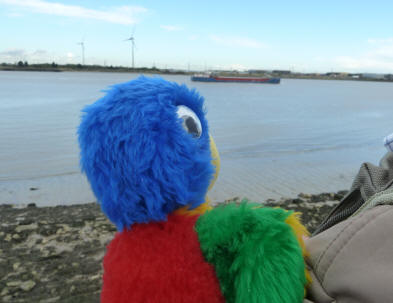 Blue Parrot looking out over Thames
