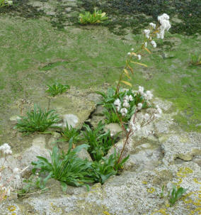 Plants in riverside rocks