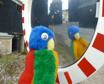 Blue Parrot with curved mirror