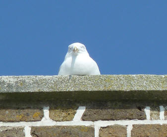 Seagull resting on roof parapet
