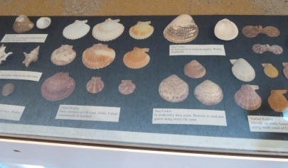 Display of shells