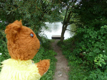Yellow Teddy looking down path to lake