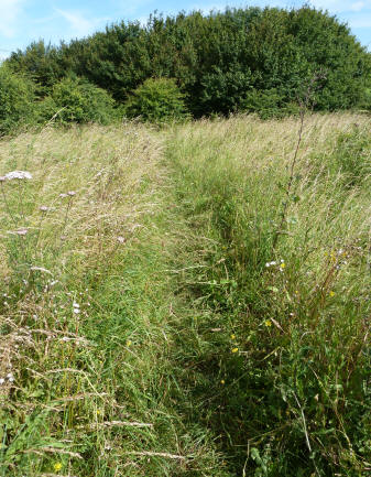 Pedham Place - grassy path