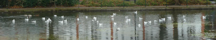 Priory seagulls