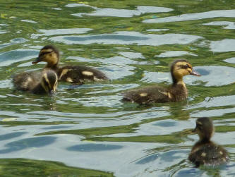 Priory Park - ducklings 1