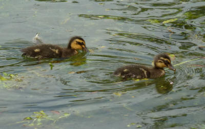 Priory Park - ducklings 2