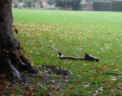 Fallen branch in park