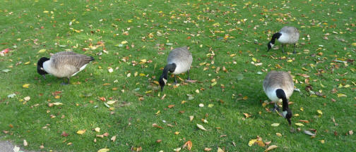 Priory geese eating grass