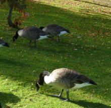 More Priory geese eating grass