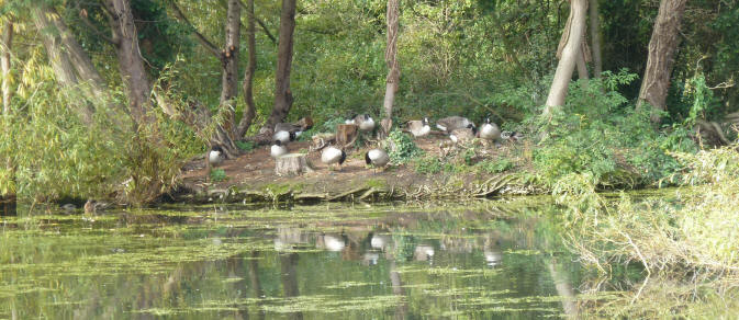 Priory Park geese on their island