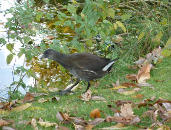 Young moorhen walking