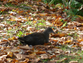 Young moorhen sitting down