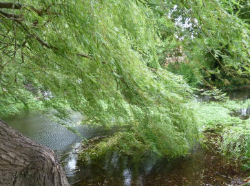 Wind in willow trees