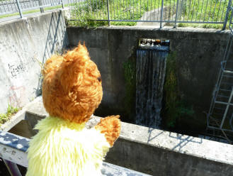 Yellow Teddy by the River Cray weir