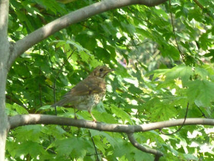 Young thrush