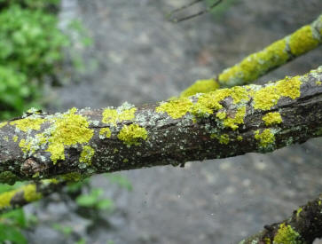 Lichen on dead branch