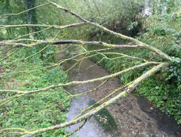 Fallen tree over River Cray