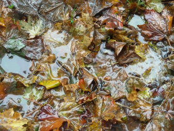 Leaves in puddle
