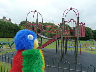Blue Parrot with park climbing frame