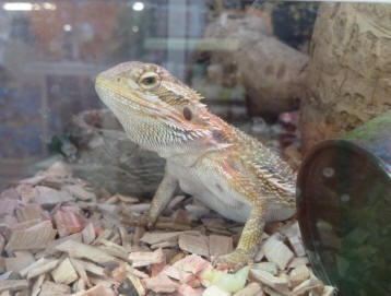 Bearded dragon