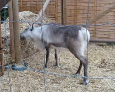 Ruxley reindeer eating