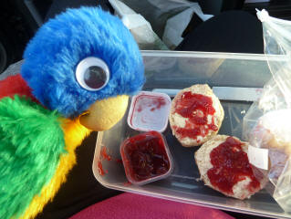 Blue Parrot with jam scones