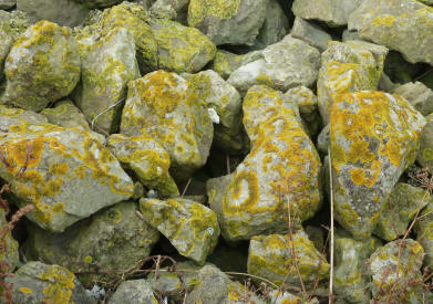 Lichen patterns on rocks