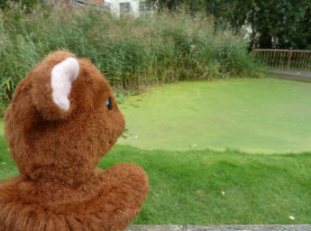 brown Teddy with pond covered in duckweed
