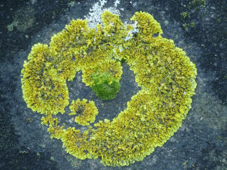 Circular lichen