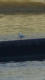 Seagull on barrier 1