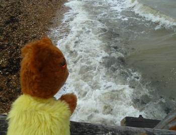 Yellow Teddy looking at murky waves
