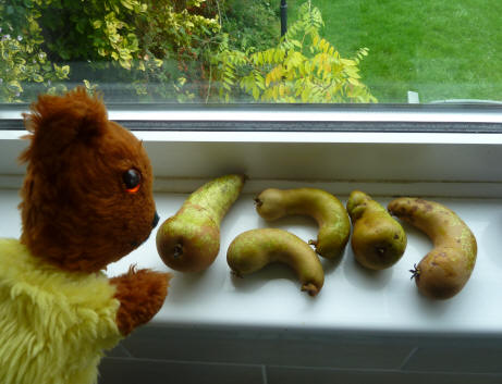 Yellow Teddy with Conference pears