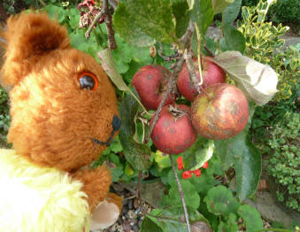 Yellow Teddy with Cox apples