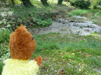 Yellow Teddy with River Cray weir