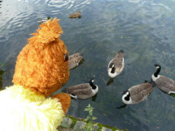 Yellow Teddy saying hello to geese