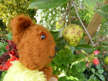 Yellow Teddy with Russet apples
